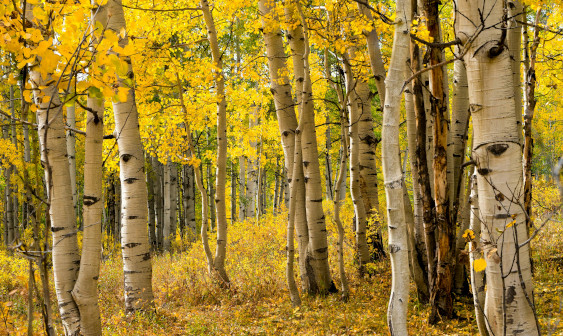 Colorado state with longest fall season